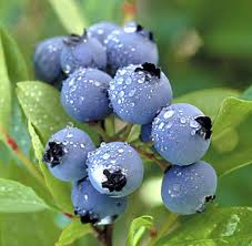 blueberryplant