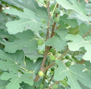 Fig bush