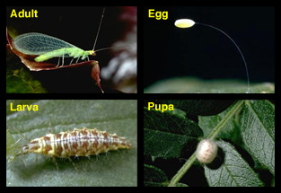Green lacewing adult, egg, larva and pupa. Photo by UC Statewide IPM Project, University of California