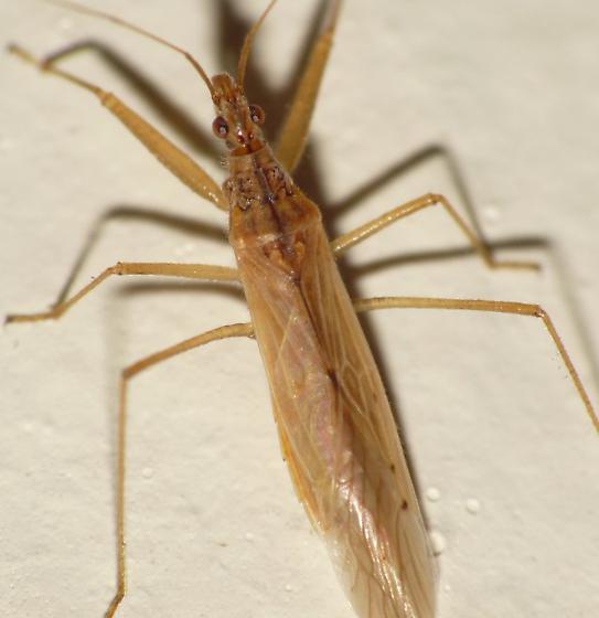 Adult Damsel bug. Photo J. C. Jones.