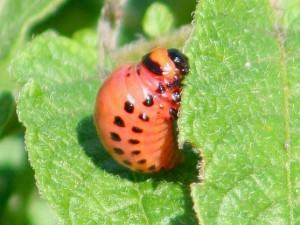 Colorado potato beetle larvae