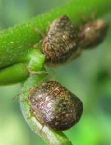 Kudzu bugs