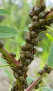 Kudzu bugs