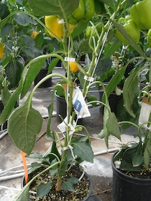 Integrated Pest Management in greenhouse pepper production. 