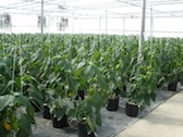 Pepper production at Banner Greenhouses in Nebo, NC