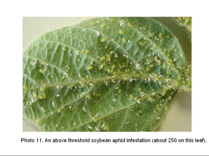 Aphid Transmission Of Plant Viruses Gray