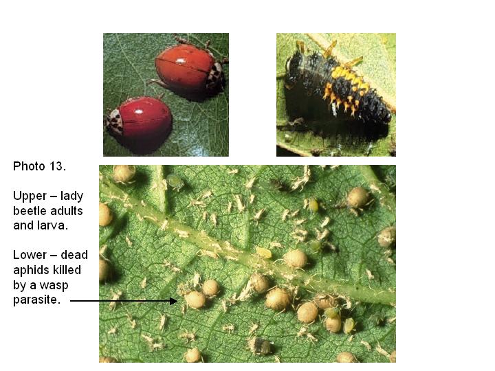 Soybean Aphid Nc State Extension
