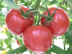 Tomato varieties that produce medium size fruit are generally easier to grow in the south than extra large 'beefsteak' types.