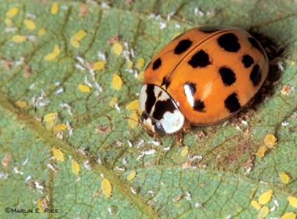 Adult lady beetle feeding on soybean aphids. Photo by Marlin E. Rice