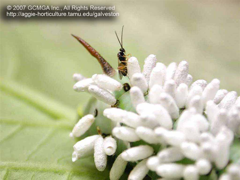 Adult Braconid wasp emerging from pupae on a parasitized host. Photo by Galvanston County Master Gardeners, TX