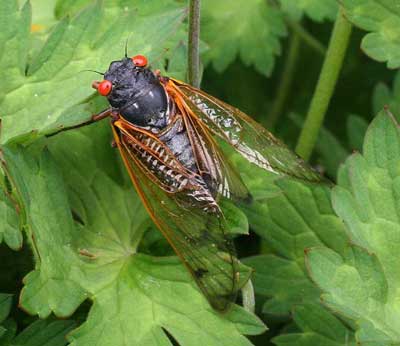 13-year cicada in 2011 from Brood XIX