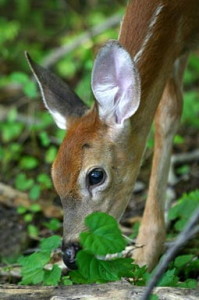 Cover photo for Is There Anything Deer Will Not Eat?