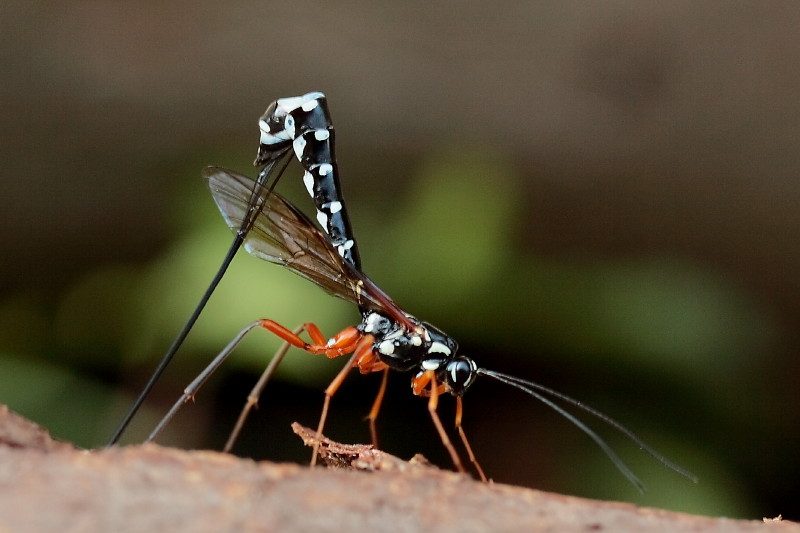 Ichneumonid wasp. Photo by Christian Goga