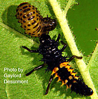 Larval lady beetle preying on bean leaf beetle larvae