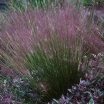 Pink Muhly Grass