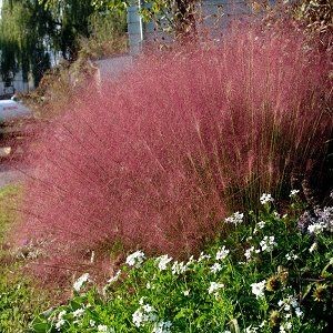 Ornamental grasses like this pink muhly grass are rarely bothered by deer. 