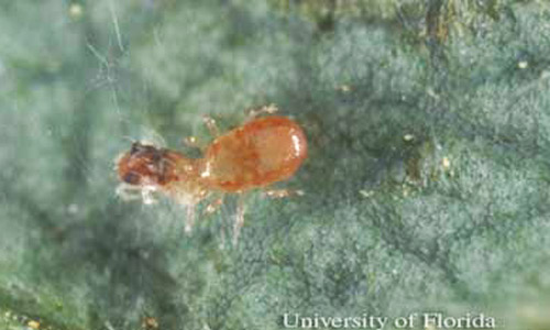 Predatory mite feeding on two-spotted spider mite. Photo by LyleBuss