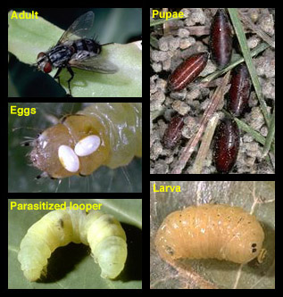 Tachinid fly life cycle. Photo by UC Statewide IPM Project, University of California