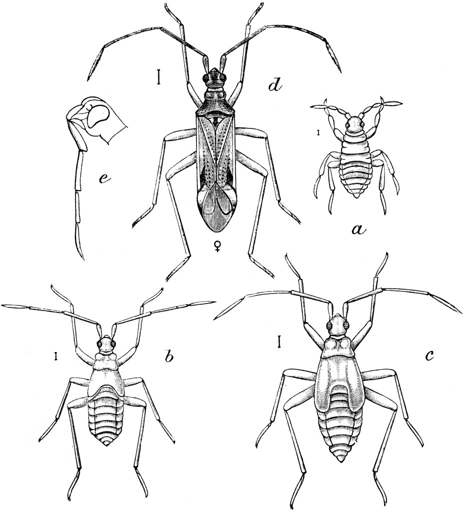 Life stages of Tupiocoris notatus. Taken from Quintance 1898