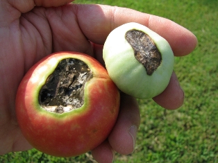 Blossom end rot on tomato fruits. 