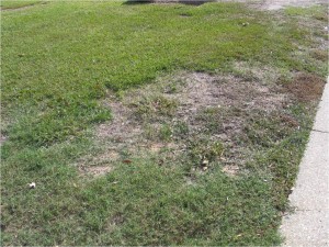 Persistent dead spots that expand outward around 1' each year are a symptom of ground pearl infestation. 