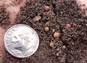 Ground pearl range in size from as small as a grain of sand up to 1/16". 