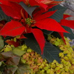 Bright Red Poinsettias 3