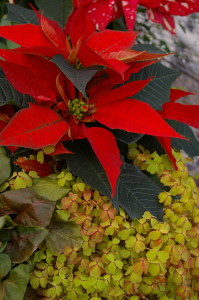 Bright Red Poinsettias 3