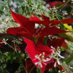 Poinsettias arrangement 2