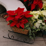 Bi-color sled arrangement