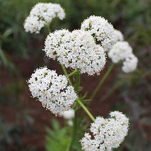 Garden heliotrope