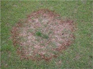 Large Patch Turf Disease