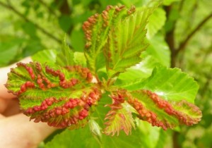 River birch leaves distorted by aphid feeding