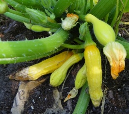 End Blossom Rot Zucchini: Stop the Decay and Enjoy Healthy Harvest