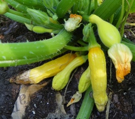 Blossom end rot on squash fruits.