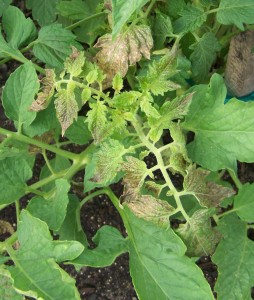 New growth of tomato plants infected with TSWV often appears pale or bronzed. 