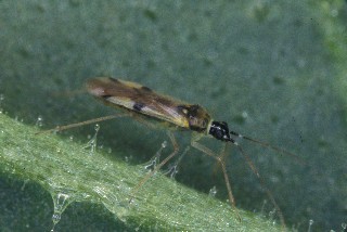 Tupiocoris notatus on plant. Taken from A. Kessler, http://www.eeb.cornell.edu/kessler/html/research.htm