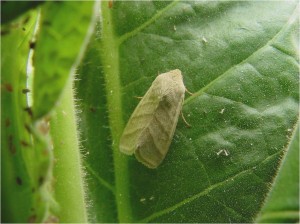 Tobacco budworm moth. Photo by Clyde Sorenson, NC State University Department of Entomology.