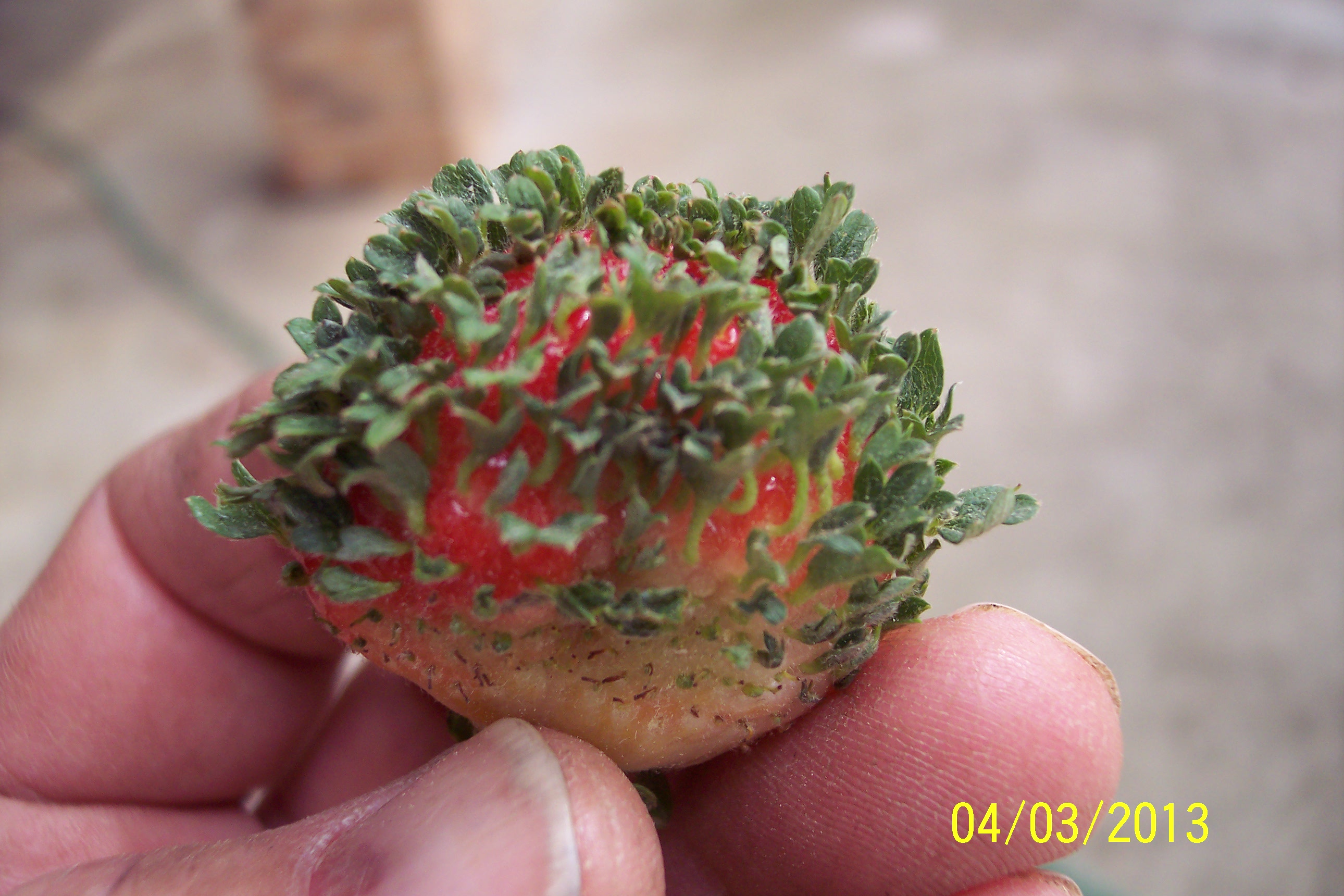 Photo provided by Clyde Gurosik. Over the years I’ve seen a limited number of plants with Green Petal MLO annually.Our crew, really our extended family, are always eager to do good and to learn. On 4/3/13 they all came to me very alarmed with some SPECIAL BERRIES. They said, “Look at these special berries we found, what are they?” I replied, “Well, I hope you found all of them and there were only a few. The mother plant was infected by a rare mycoplasmalike organism, (MLO), disease aptly referred to as “Green Petal”.