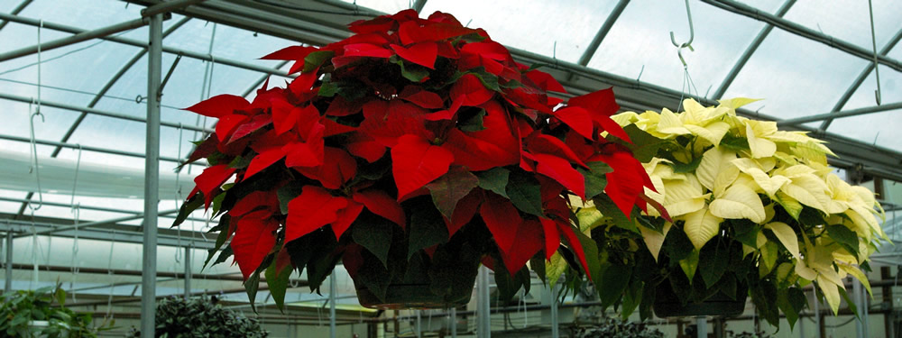 Poinsettia hanging basket