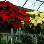 Poinsettia hanging baskets