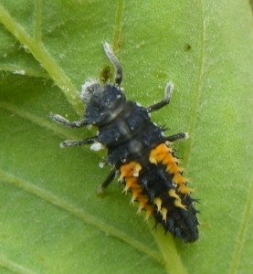 Ladybug larva