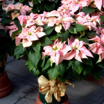 Large container poinsettia