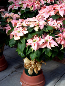 Large container poinsettia