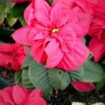 Mini poinsettia using winter rose