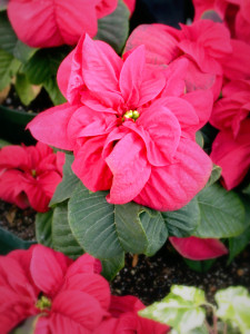 Mini poinsettia using winter rose