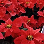 Poinsettias 1