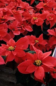 poinsettias