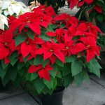 Poinsettias in larger pot