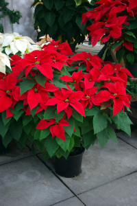 Poinsettias in larger pot